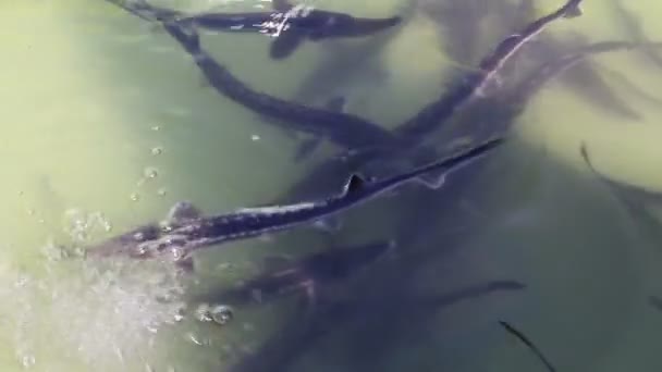 Troupeau groupé d'esturgeons dans la piscine piscicole prêt à être implanté avec une micropuce 