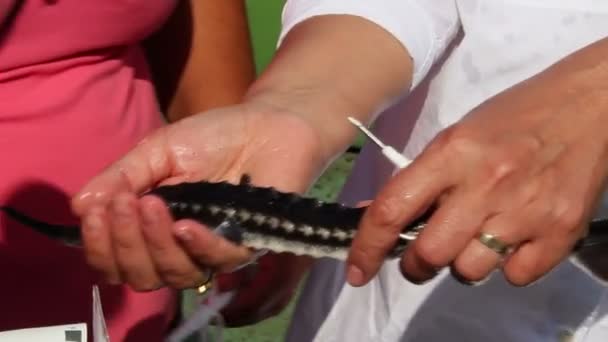 生物学家捕捉和植入微型芯片到鲟鱼 (鲟阿比) — 图库视频影像