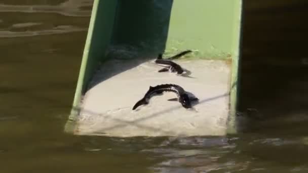 Biologist releasing sturgeons in the natural environment — Stock Video