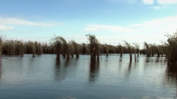 Wetlands in motion — Stok video