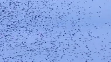 Yiyecek arayan sığırcık sürüsü