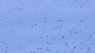 Yiyecek arayan sığırcık sürüsü