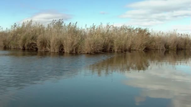 Wetlands in motion — Stockvideo