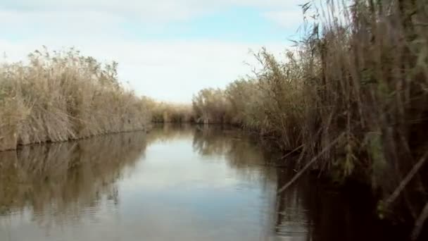 Wetlands in motion — стокове відео