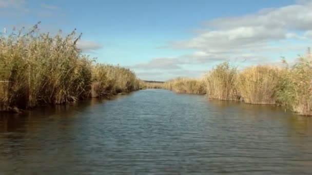 Wetlands in motion — Wideo stockowe
