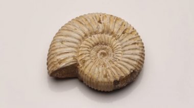 Beyaz, izole bir Jurassic Ammonit döndürme