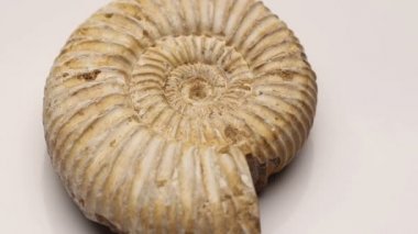 Beyaz, izole bir Jurassic Ammonit döndürme
