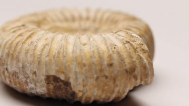Beyaz, izole bir Jurassic Ammonit döndürme