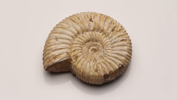 Ammonite jurassique isolée sur blanc, tournante 