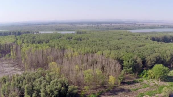 Vliegen langs de rivier Danube floodplain — Stockvideo