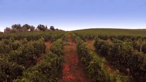 Bellissimo paesaggio viticolo, vista aerea — Video Stock