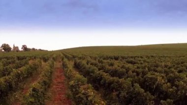 Güzel üzüm manzara, havadan görünümü