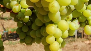 Close-Up üzüm üzüm