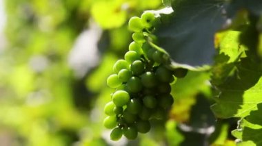 Şarap Koruk üzüm bağıyla büyüyen