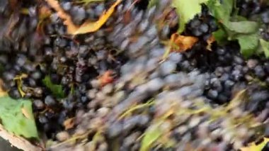 Sözcük kökü ayırıcı kırıcı bir şaraphane üzümlere kırma