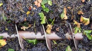 Sözcük kökü ayırıcı kırıcı bir şaraphane üzümlere kırma