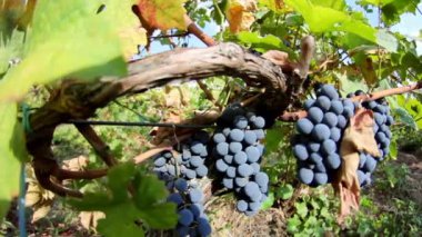 Close-Up üzüm üzüm