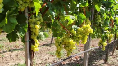 Dolly atış bir bağ üzerinde asılı beyaz üzüm