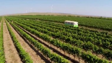 Güzel üzüm bağları yatay, Rüzgar türbinleri arka planda, havadan görünümü