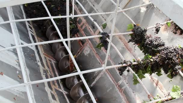 Stemmer crusher crushing grapes at a winery — Stock Video