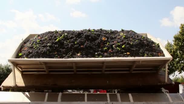 Caminhão descarregando uvas em um dos trituradores forrados — Vídeo de Stock