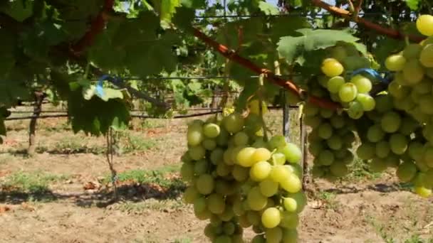 Dolly shot of white grapes hanging on a vineyard — Stock Video