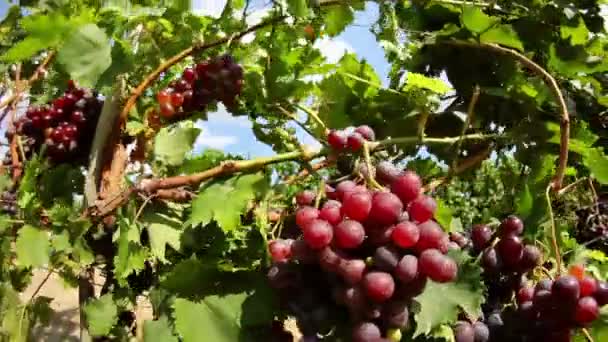 Dolly shot de uvas vermelhas penduradas em uma vinha — Vídeo de Stock