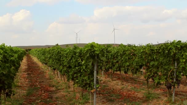 Hermoso paisaje de viñedos con aerogeneradores en el fondo — Vídeo de stock