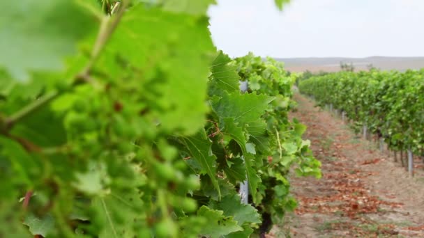 Wijnstokken met groene bladeren in de zomer — Stockvideo