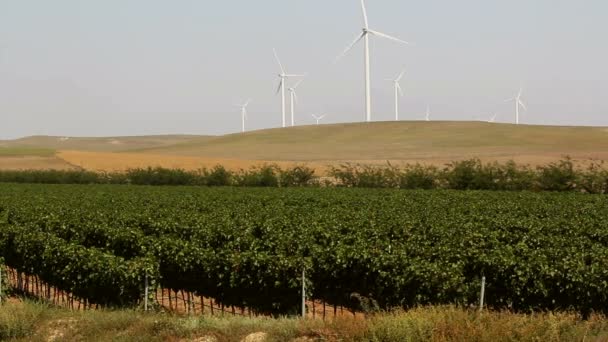 Hermoso paisaje de viñedos con aerogeneradores en el fondo — Vídeo de stock