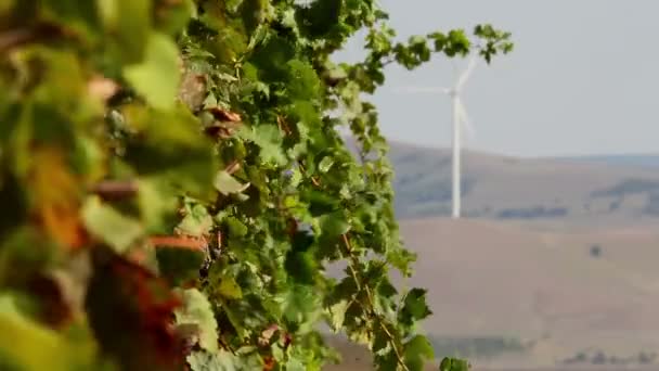 A gyönyörű szőlőültetvények táj szélturbinák a háttérben — Stock videók