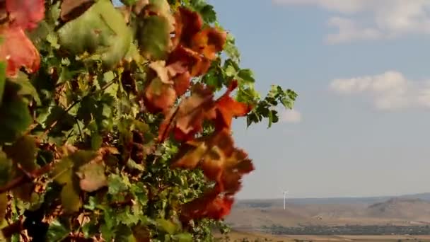 Виноград с красными листьями осенью — стоковое видео