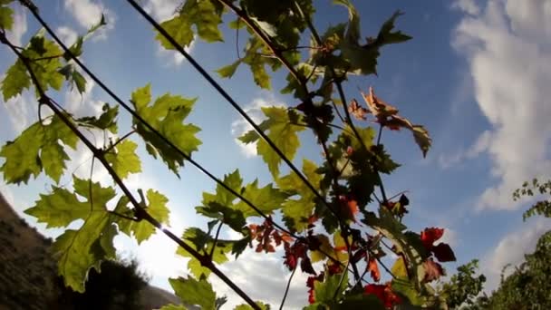 Vines with red leaves in autumn — Stock Video