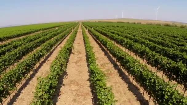 Schöne Weinberglandschaft mit Windrädern im Hintergrund, Luftaufnahme — Stockvideo