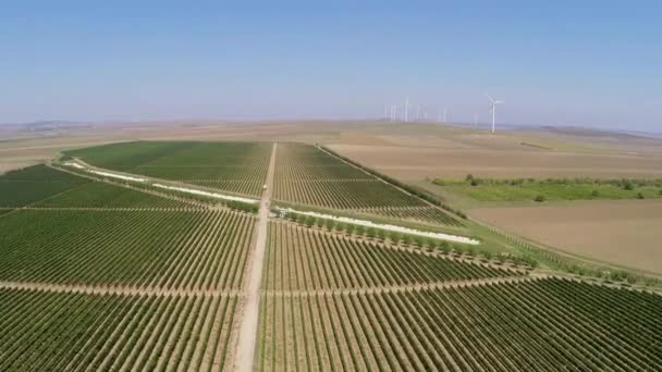 Prachtige wijngaarden landschap met windturbines in de achtergrond, luchtfoto — Stockvideo