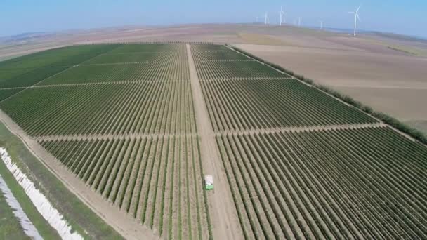 Schöne Weinberglandschaft mit Windrädern im Hintergrund, Luftaufnahme — Stockvideo