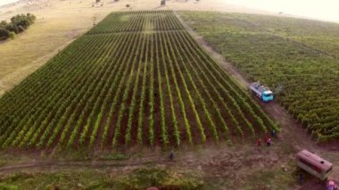 Güzel dağ Vadisi ile üzüm bağları, havadan görünümü