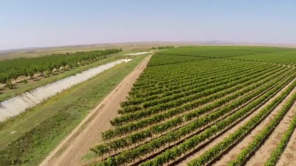 Красивый ландшафт виноградников, вид с воздуха — стоковое видео