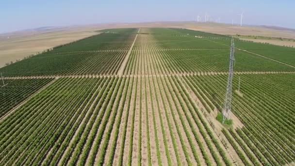 Красивый ландшафт виноградников с ветряными турбинами на заднем плане, вид с воздуха — стоковое видео