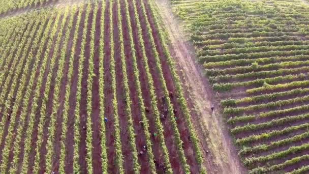 Mooie vallei met wijngaarden, luchtfoto — Stockvideo