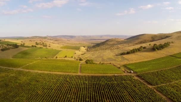 Mooie vallei met wijngaarden, luchtfoto — Stockvideo