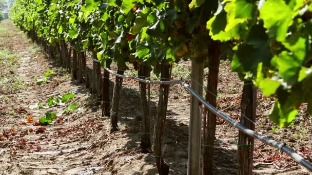 Vineyard irrigation