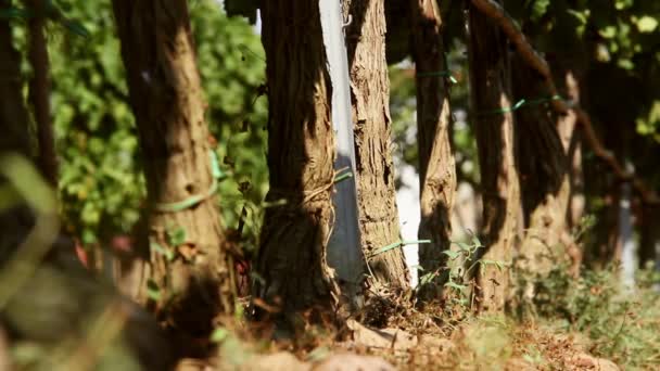 Bewässerung der Weinberge — Stockvideo