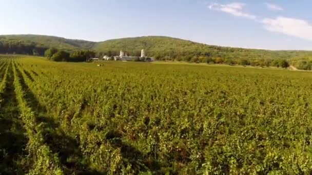 Prachtige wijngaarden landschap met klooster op de achtergrond, luchtfoto — Stockvideo