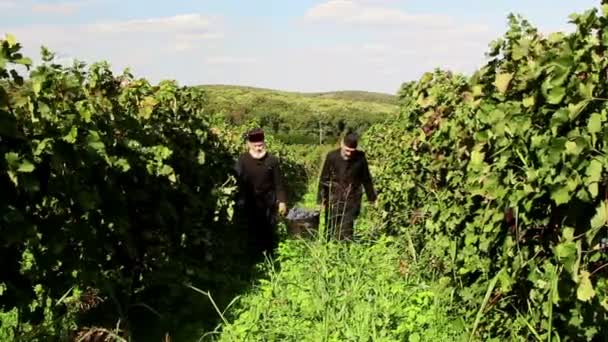 Monks harvesting grapes — Stock Video