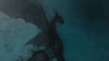 Kanatlarını çırpan bir ejderhanın 3 boyutlu animasyonu, parçacıklardan oluşur.