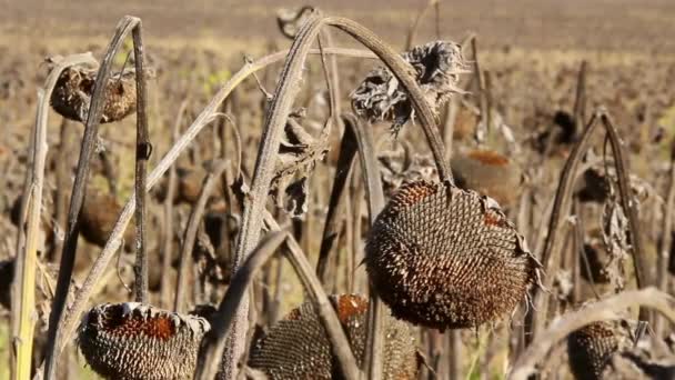 Campo de girasol afectado por la sequía — Vídeos de Stock