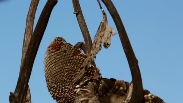 Zonnebloem veld door droogte getroffen — Stockvideo