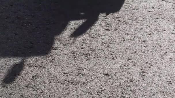 Rolo de estrada nivelamento asfalto fresco pavimento — Vídeo de Stock