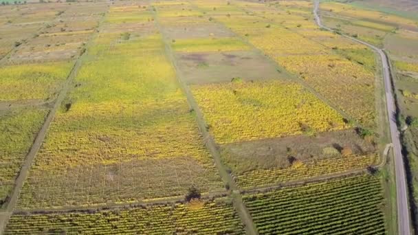 Beau paysage de vignobles aux couleurs automnales, vue aérienne — Video